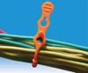 Cable Ties, Double Loop Nylon 6/6 Natural 129.5mm
